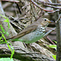 Swainson's Thrush