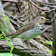 Swainson's Thrush