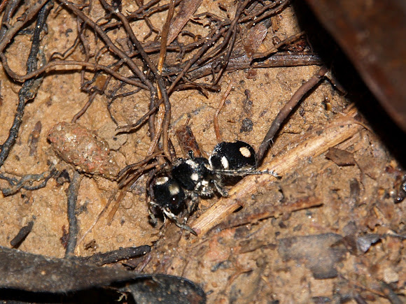 Spotting Image 1