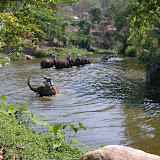 Thai_11242