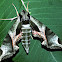 Pandora Sphinx Moth