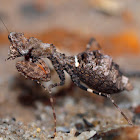 Boxer Bark Mantid
