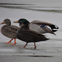 American Black Duck