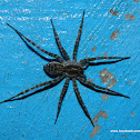 Spider