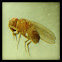 虻（Tabanidae）