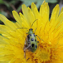 Spotted Cucumber Beetle