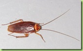 cucaracha