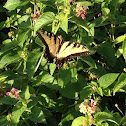 Tiger Swallowtail