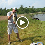 Playing with Kittens, Fish, and Gators