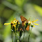 Arrow-leaved Groundsel