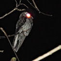 Northern Potoo