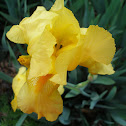 Iris