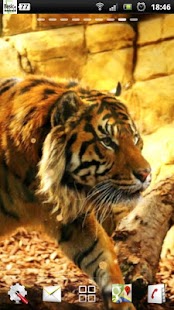 How to download free live tiger wallpaper 1.0.5 apk for android