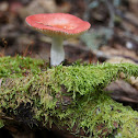 Rosy Russula