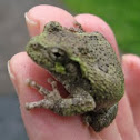 Grey Tree Frog