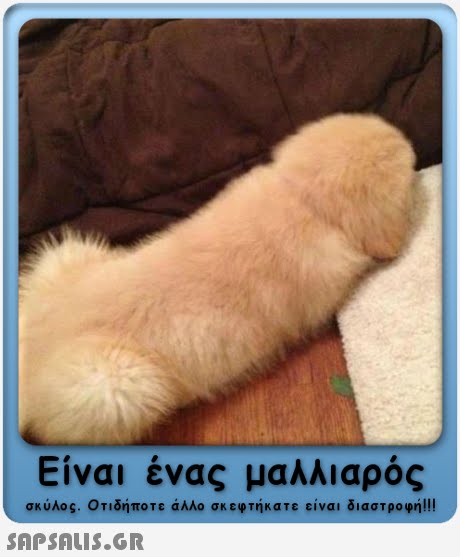 Είναι ένας μαλλιαρός σκύλος. Οτιδήποτε άλλο σκεφτήκατε είναι διαστροφή!!! 