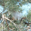 Pine Processionary Moth (Nest)