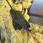Pleco