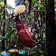 Pitcher plant