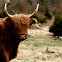 Highland Cattle