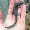 Smallmouth Salamander