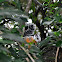 Variegated Squirrel