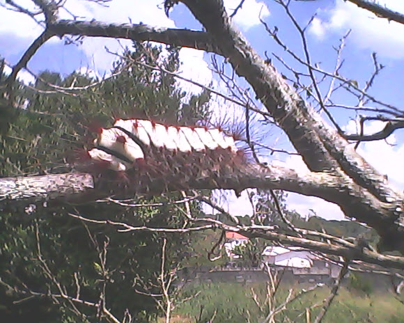Spotting Image 1