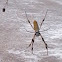 Golden silk orb-weaver