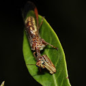 Mantid Lacewing