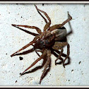 Carolina Wolf Spider