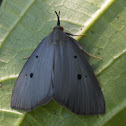 Moth