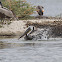 pelican