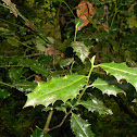Acebo (esp) Acivro (gal) Holly (eng)