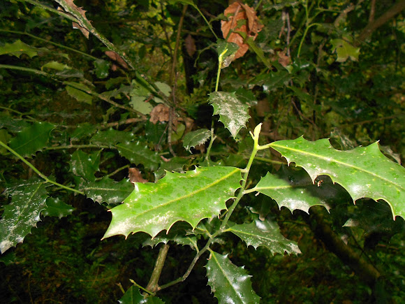 Spotting Image 1