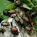 Japanese Beetle