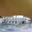 Tussocks Moth