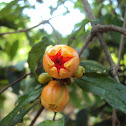 Pomegranate