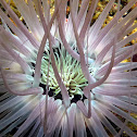 Tube Anemone
