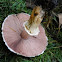 Western Flat-Topped Agaricus