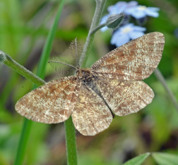 Spotting Image 1