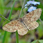 Common Heath
