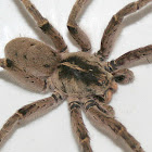 Rain spider