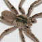 Rain spider