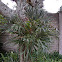 Staghorn Fern