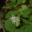 White Baneberry