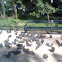 Paloma, pidgeon
