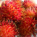 Rambutan