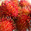 Rambutan