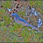 Western-Scrub Jay