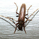 Flower Longhorn Beetle